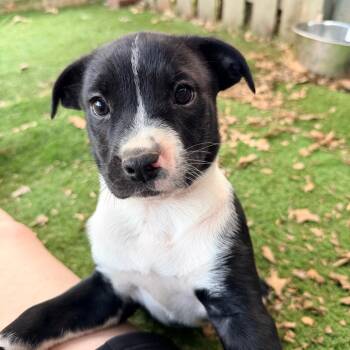 Labrador Retriever and Terrier Dogs Available for Adoption in Huntsville, Alabama - Lachlan (in PA) | PetCurious