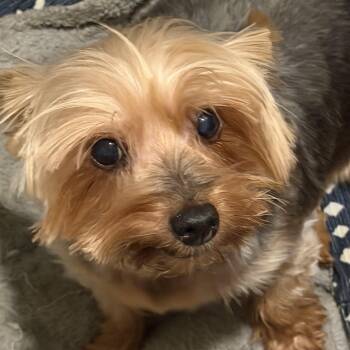 Yorkshire Terrier Dogs Available for Adoption in Los Angeles, California - Stella | PetCurious