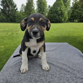 Tetons -  Labrador Retriever and Australian Shepherd Dog Available for Adoption in Holiday Hills, Illinois - Tetons | PetCurious