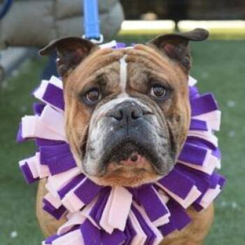 Legend -  Mixed Breed Dog for Adoption in New York, New York - Legend | PetCurious