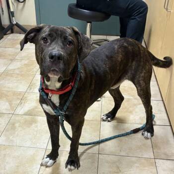 Lemur (mcas) -  Mixed Breed Dog for Adoption in Troutdale, Oregon - Lemur (mcas) | PetCurious