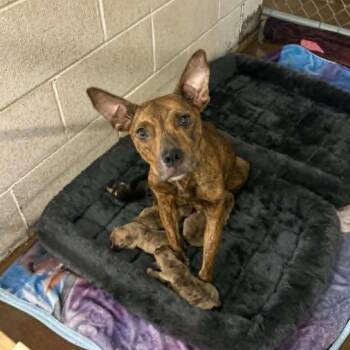 Mother Goose -  Pit Bull Terrier and Mixed Breed Dog for Adoption in Stephenville, Texas - Mother Goose | PetCurious