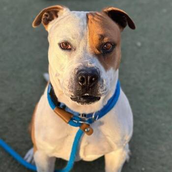 Pit Bull Terrier and Mixed Breed Dogs Available for Adoption in Las Vegas, Nevada - CHIP | PetCurious