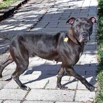 FIRECRACKER -  Pit Bull Terrier and Mixed Breed Dog for Adoption in St. Louis, Missouri - FIRECRACKER | PetCurious