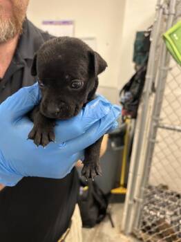 Rescue Labrador Retriever and Mixed Breed Dogs for Adoption in Rosenberg, Texas - GREEN | PetCurious