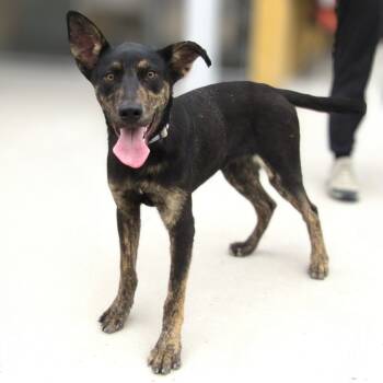 Rescue Mixed Breed Dogs for Adoption in Las Cruces, New Mexico - Vito | PetCurious