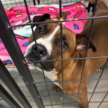 Terrier Dogs Available for Adoption in St. Louis, Missouri - Chili Flake | PetCurious