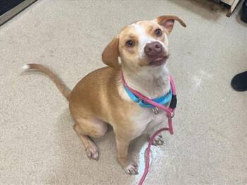 Rescue Labrador Retriever Dogs for Adoption in Hagerstown, Maryland - MILLIE | PetCurious