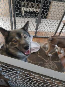 Sheba -  Norwegian Elkhound and Mixed Breed Dog for Adoption in Parma, Ohio - Sheba | PetCurious