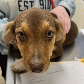 Beagle Dogs Available for Adoption - Damon | PetCurious