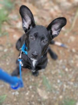 Labrador Retriever and Border Collie Dogs Available for Adoption in Cuyahoga Falls, Ohio - Angie [Lab Mix Puppy] | PetCurious