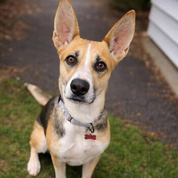 Australian Cattle Dog Blue Heeler and Basenji Dogs Available for Adoption in Houston, Texas - Sunny (House-Trained, Loving, Kid & Family-Ready) | PetCurious