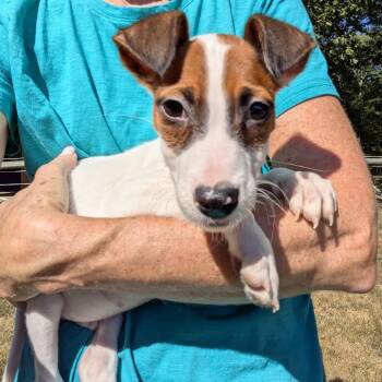 Rescue Mixed Breed Dogs for Adoption - Bonfire (Autumn Pups) | PetCurious