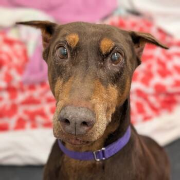 Rescue Doberman Pinscher Dogs for Adoption in Sandown, New Hampshire - 7910 Emily - I'm A SSNAP Dog | PetCurious