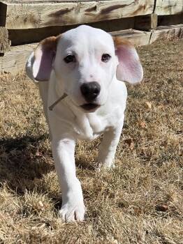 Labrador Retriever Dogs Available for Adoption - Madame | PetCurious
