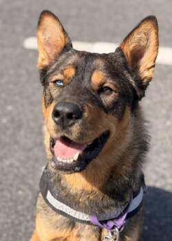 Zahara -  Mixed Breed Dog Available for Adoption in Wenatchee, Washington - Zahara | PetCurious