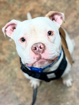 Creed -  American Bully Dog for Adoption in Brunswick, Maine - Creed | PetCurious