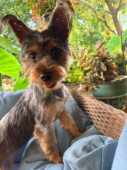 Daisy -  Yorkshire Terrier Dog for Adoption in Lewistown, Pennsylvania - Daisy | PetCurious