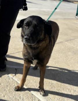 Mixed Breed Dogs Available for Adoption - RANGER | PetCurious