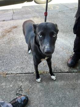 HAZEL -  Mixed Breed Dog for Adoption in Palmetto, Florida - HAZEL | PetCurious
