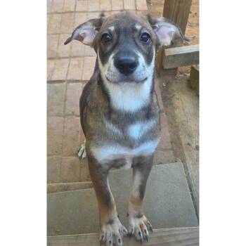 ARCHIE -  Chihuahua and Jack Russell Terrier Dog for Adoption in Fosters, Alabama - ARCHIE | PetCurious
