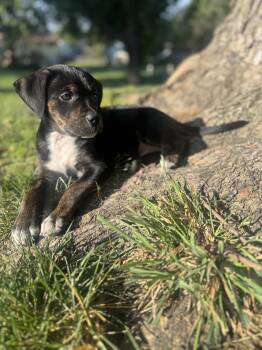Twix -  Terrier Dog for Adoption - Twix | PetCurious