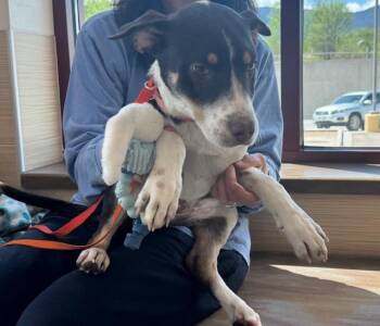 Labrador Retriever and Mixed Breed Dogs Available for Adoption in Colorado Springs, Colorado - LUCA | PetCurious