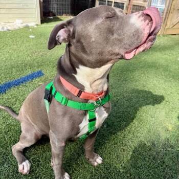 Pit Bull Terrier Dogs Available for Adoption - Trunk | PetCurious