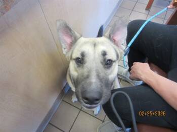 German Shepherd Dog Dogs Available for Adoption - ODY | PetCurious