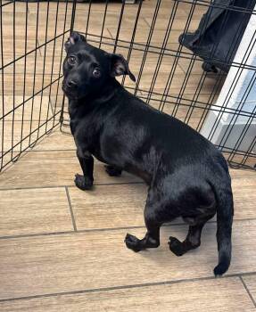 Seal -  Dachshund Dog for Adoption in Rowlett, Texas - Seal | PetCurious