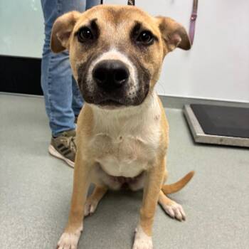 Cozmo -  Black Mouth Cur and Mixed Breed Dog for Adoption in Abilene, Texas - Cozmo | PetCurious