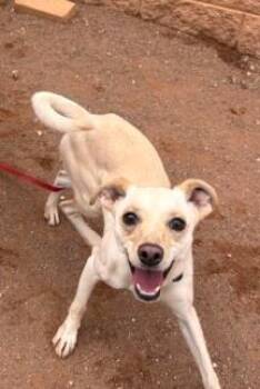Georgette -  Mixed Breed Dog for Adoption in West Chester, Pennsylvania - Georgette | PetCurious