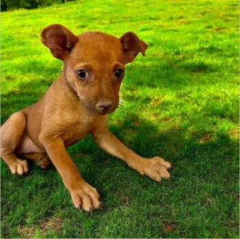 Rescue Chihuahua Dogs for Adoption in Tucson, Arizona - Sugar-Bear | PetCurious