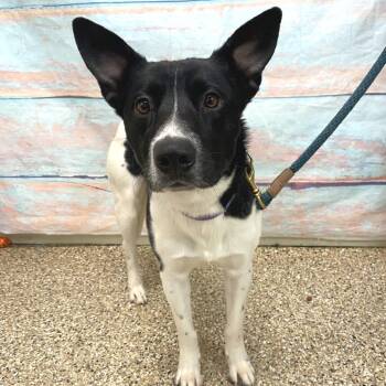 Mixed Breed Dogs Available for Adoption - Squiggy | PetCurious