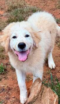HeyDude -  Anatolian Shepherd and Great Pyrenees Dog for Adoption in New Baltimore, Michigan - HeyDude | PetCurious
