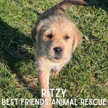 Ritzy -  Terrier Dog for Adoption in Wasilla, Alaska - Ritzy | PetCurious