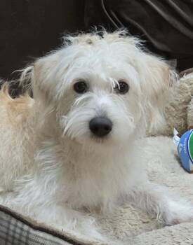 Murphy -  Maltese Dog for Adoption in Sharon, Connecticut - Murphy | PetCurious