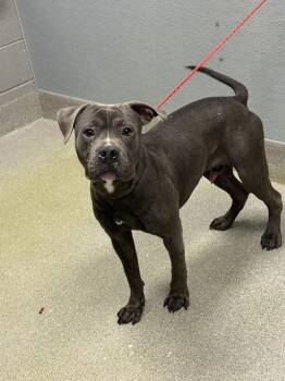 Pit Bull Terrier Dogs Available for Adoption in Las Vegas, Nevada - SPENCER | PetCurious