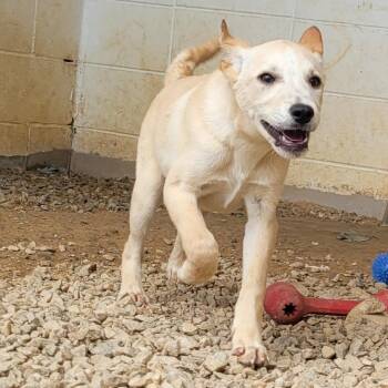 HOLLAND 0001 -  Mixed Breed Dog for Adoption in Loxahatchee Groves, Florida - HOLLAND 0001 | PetCurious