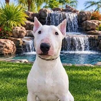 Zach -  Bull Terrier Dog for Adoption in Palm Desert, California - Zach | PetCurious