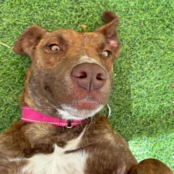 Plott Hound Dogs Available for Adoption in Ojai, California - Missy | PetCurious