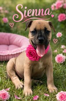 Sienna -  Pit Bull Terrier Dog for Adoption in Mansfield, Texas - Sienna | PetCurious