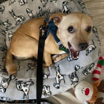 RUSTY -  Chihuahua Dog for Adoption in Pleasanton, California - RUSTY | PetCurious
