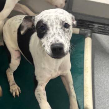 Bonnie -  Mixed Breed Dog for Adoption in Evansville, Indiana - Bonnie | PetCurious