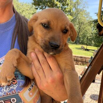 Beanie -  Rhodesian Ridgeback and Hound Dog for Adoption in Warrior, Alabama - Beanie | PetCurious