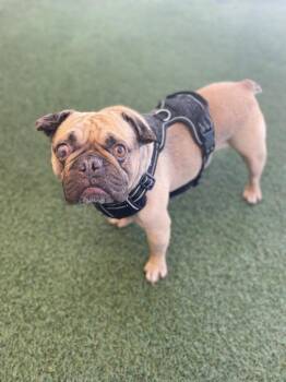 Pug Dogs Available for Adoption - Percy | PetCurious