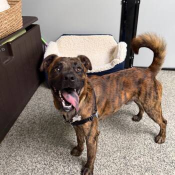 Mixed Breed Dogs Available for Adoption in Falls Church, Virginia - Kimbo | PetCurious