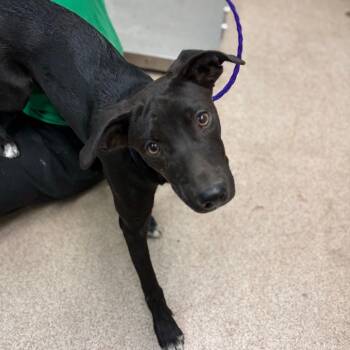 Peanut -  Mixed Breed Dog for Adoption in Ardmore, Oklahoma - Peanut | PetCurious