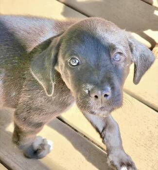 Labrador Retriever and Black Labrador Retriever Dogs Available for Adoption in Austin, Texas - Inky | PetCurious