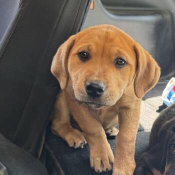 Catahoula Leopard Dog Dogs Available for Adoption in Columbus, North Carolina - Loretta | PetCurious